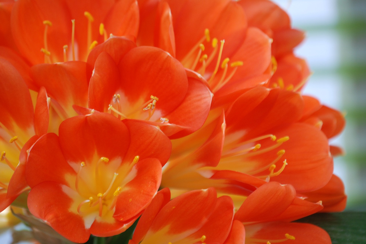 flowers  orange  nature free photo