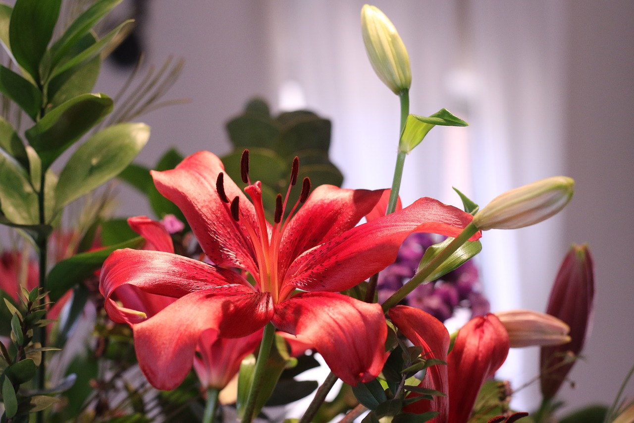 flowers  lily  bouquet free photo