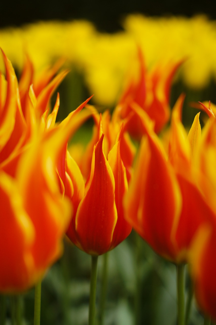 flowers  tulips  holland free photo