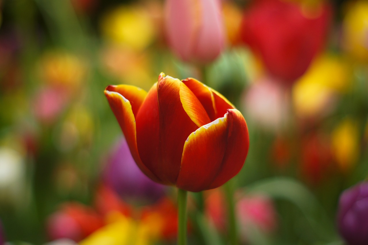 flowers  tulips  holland free photo