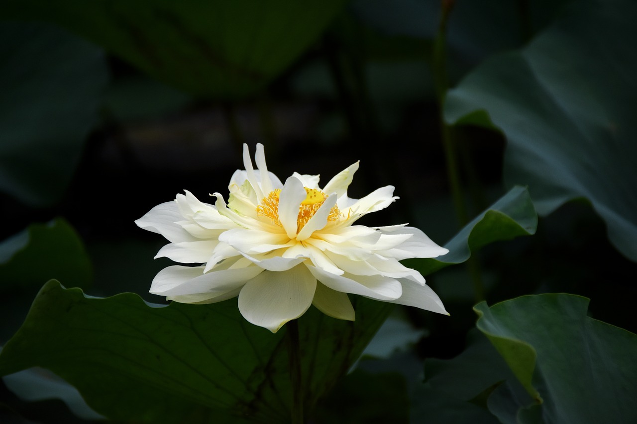 flowers  lotus  white free photo