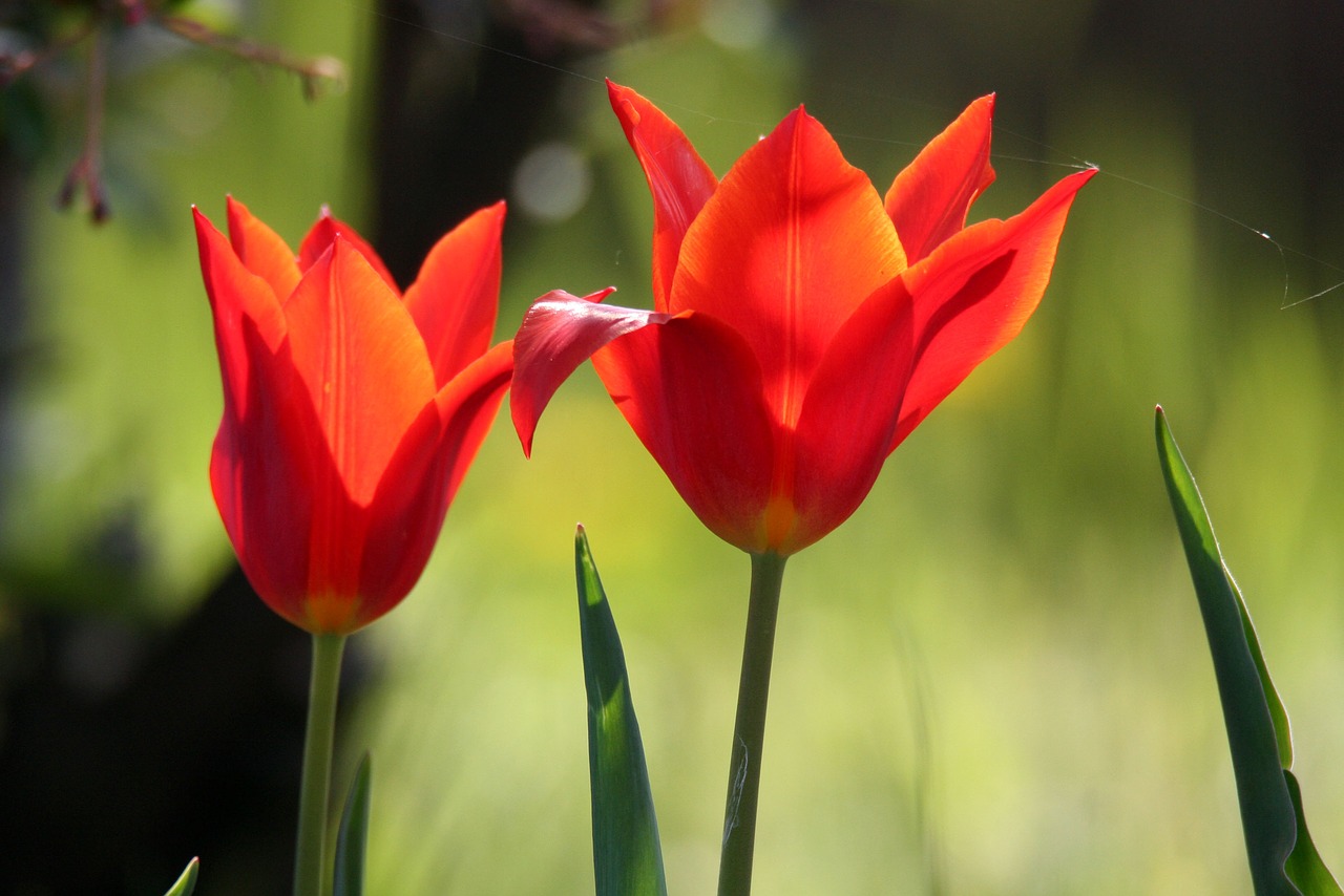 flowers  tulips  spring free photo