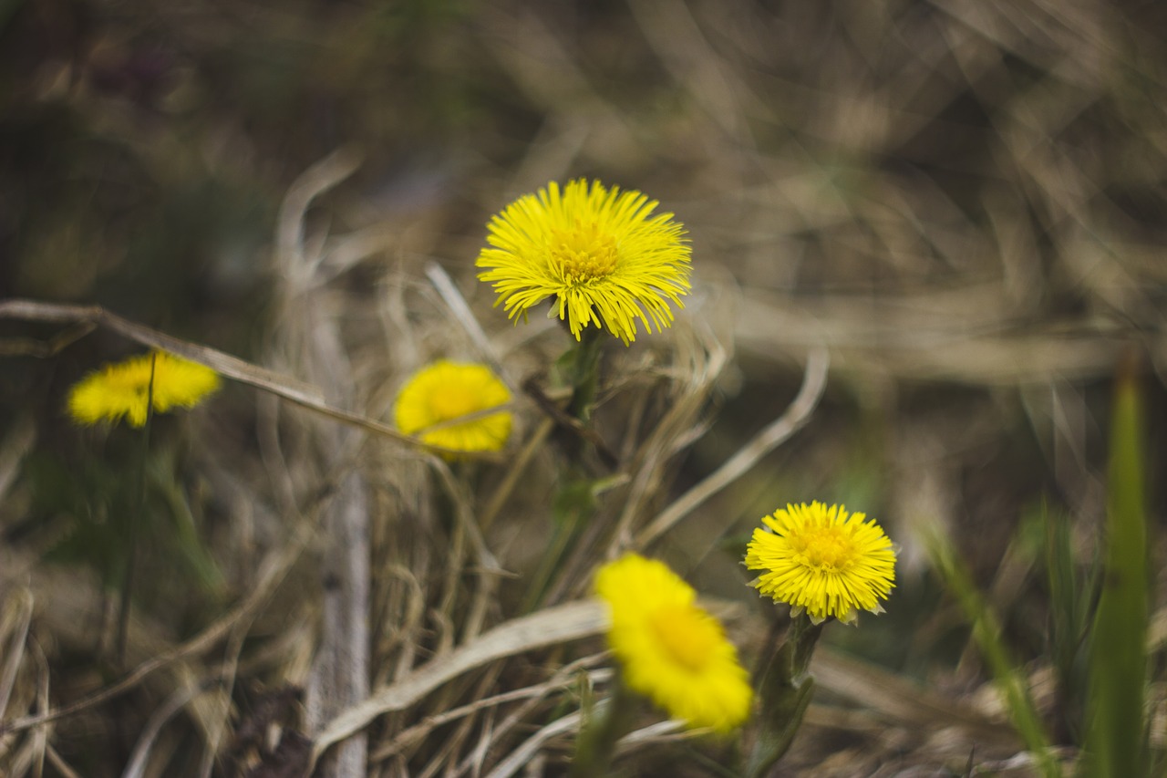 flowers  yellow  grass free photo