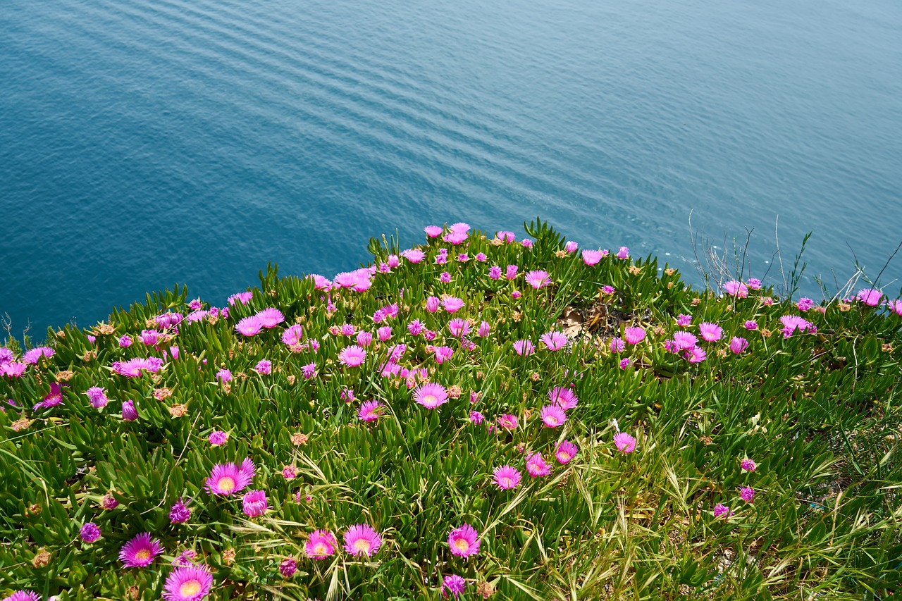 flowers  landscape  dopa free photo