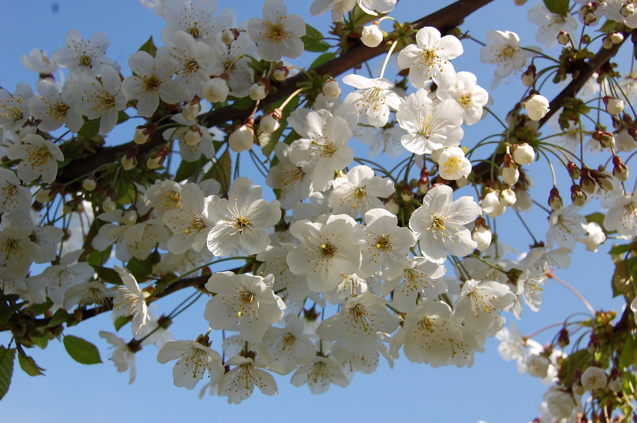 flowers  cherry  spring free photo