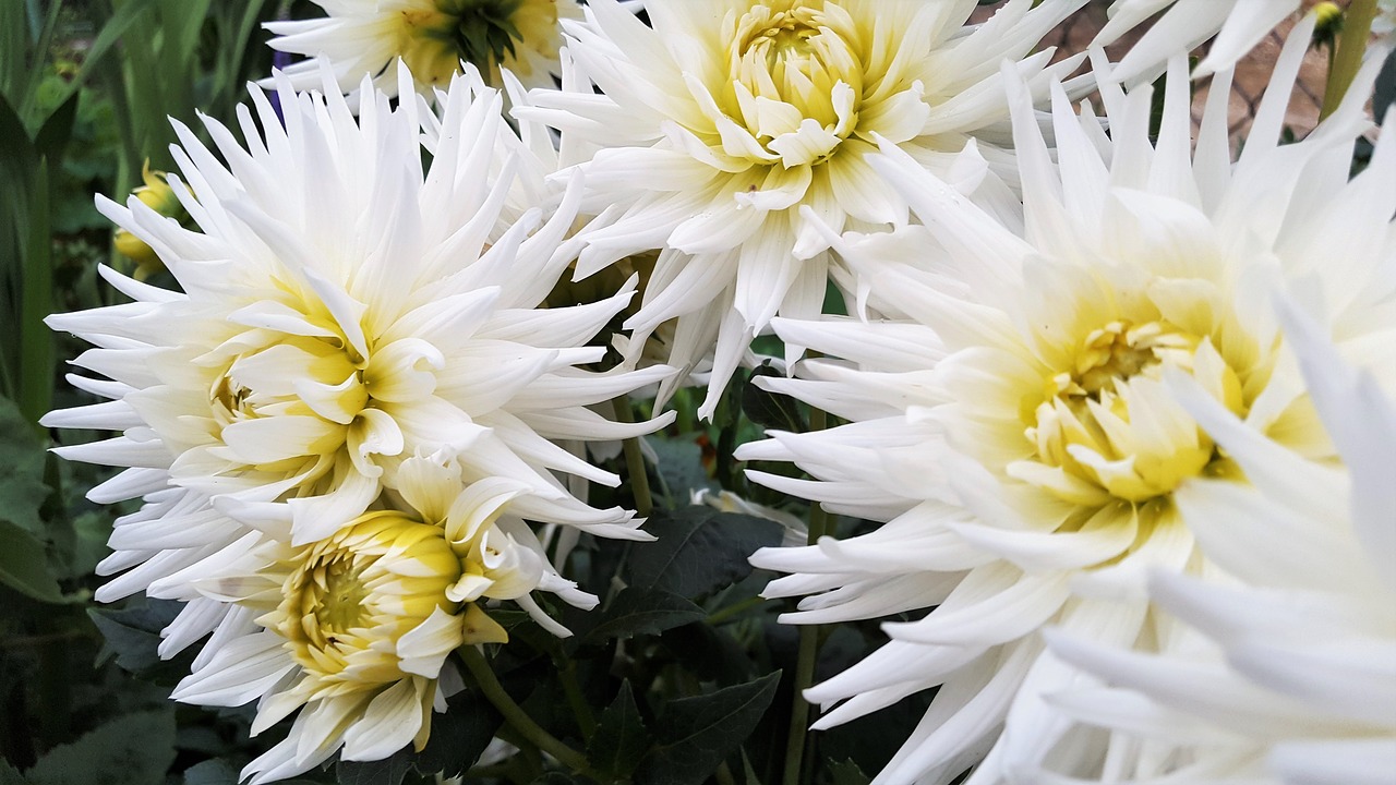 flowers  white  nature free photo