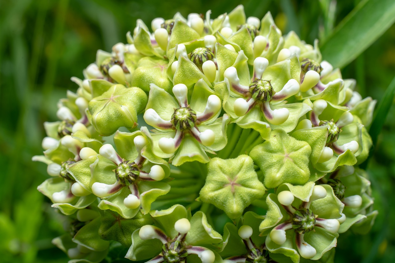 flowers  texas  outdoor free photo