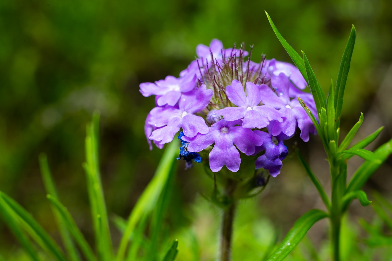 flowers  texas  outdoor free photo