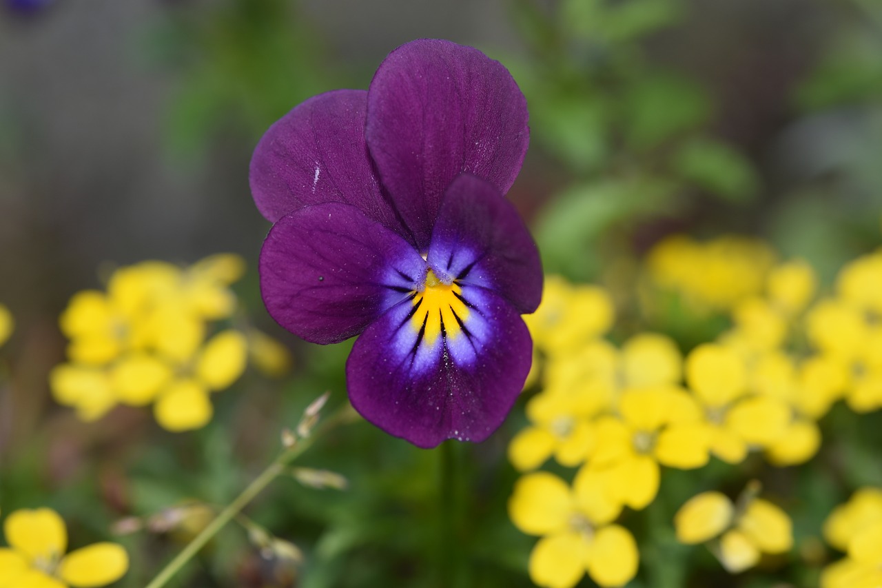 flowers  flower  violets free photo