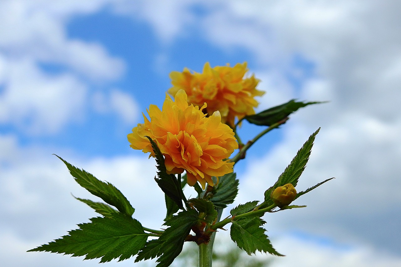 flowers  sky  clouds free photo