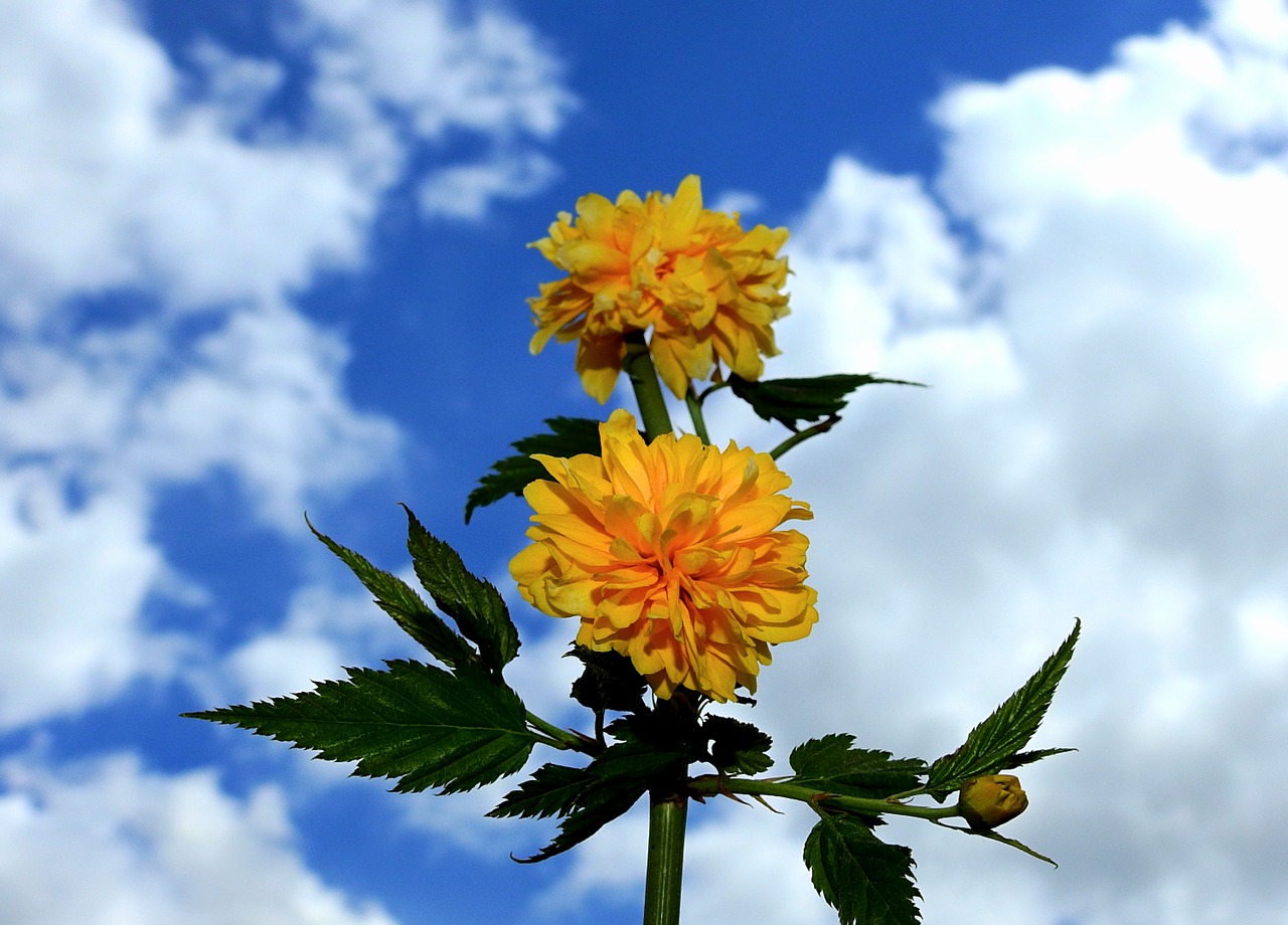 flowers  clouds  sky free photo