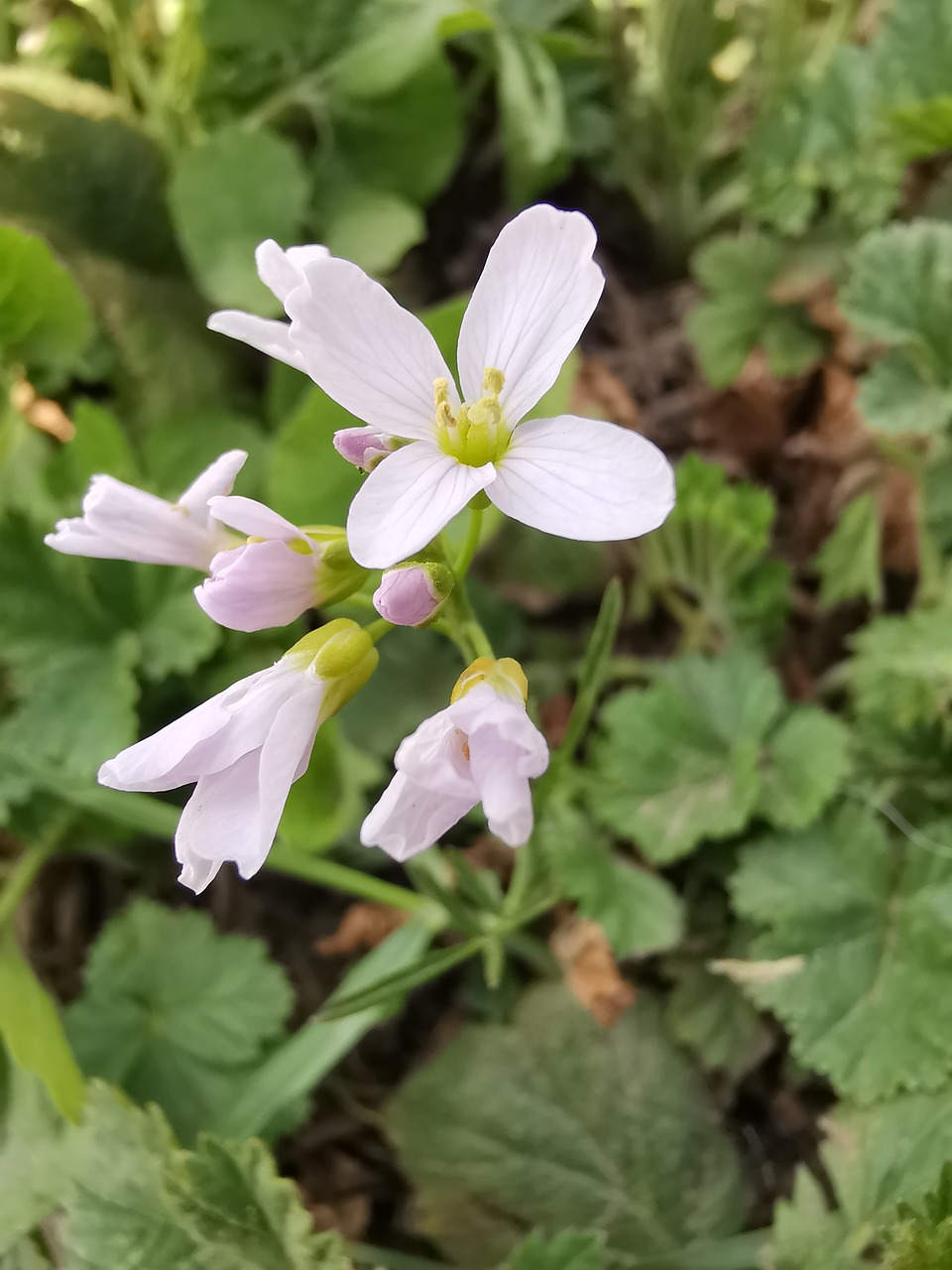 flowers  garden  spring free photo