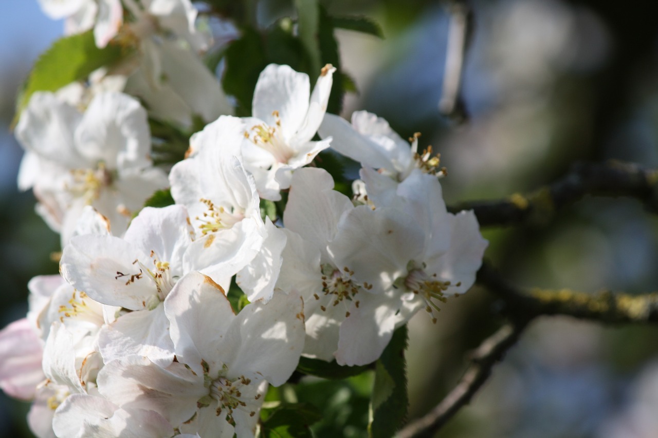 flowers  nature  flower free photo