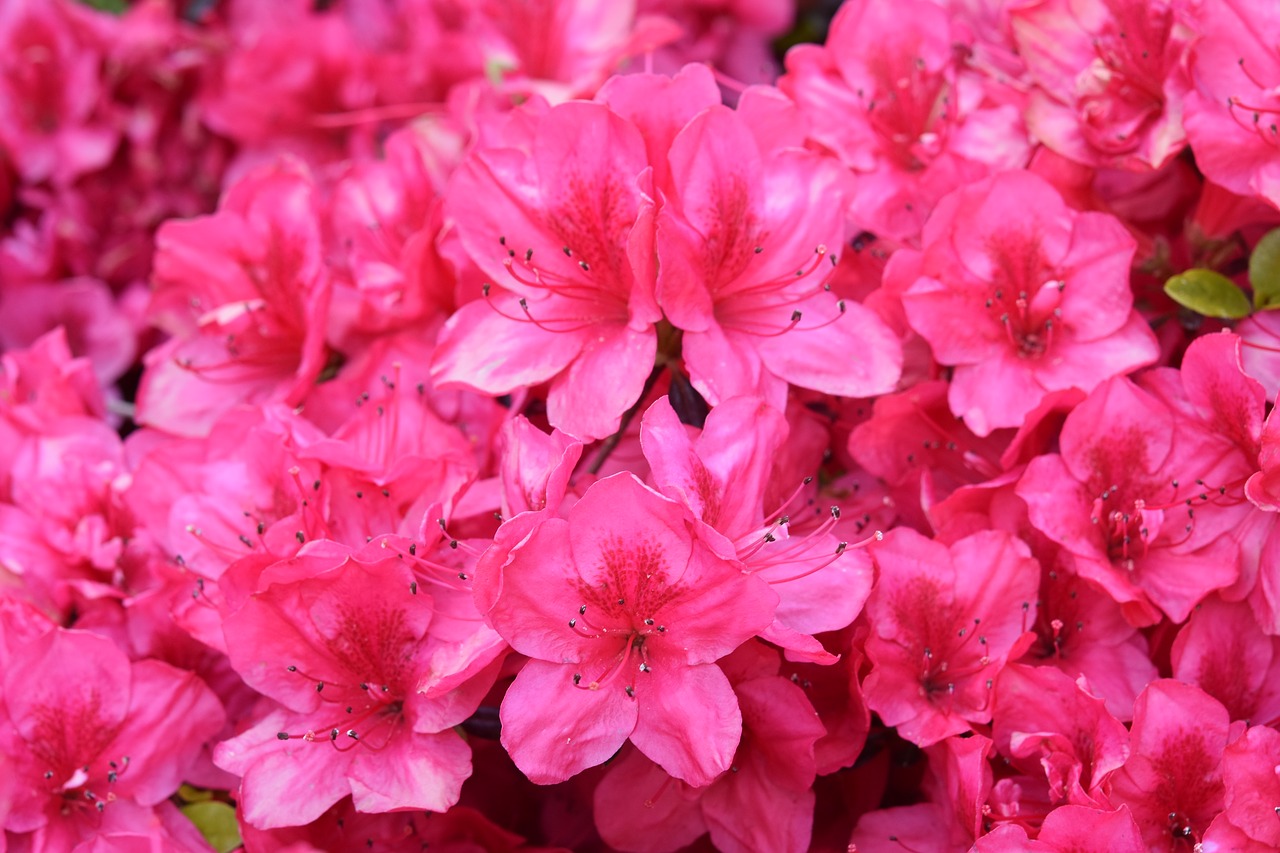 flowers  the flowers of rhododendron  rhododendron pink fuchsia free photo