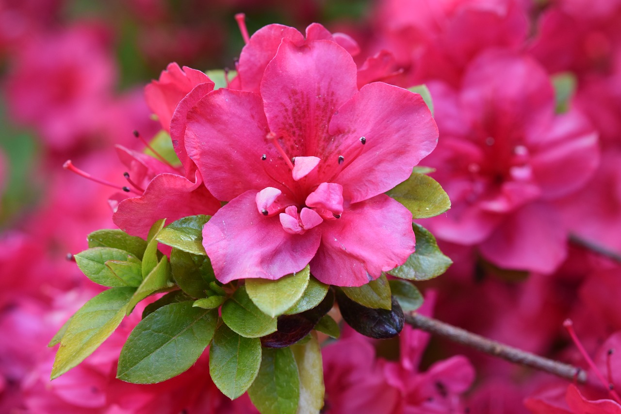 flowers  the flowers of rhododendron  rhododendron pink fuchsia free photo