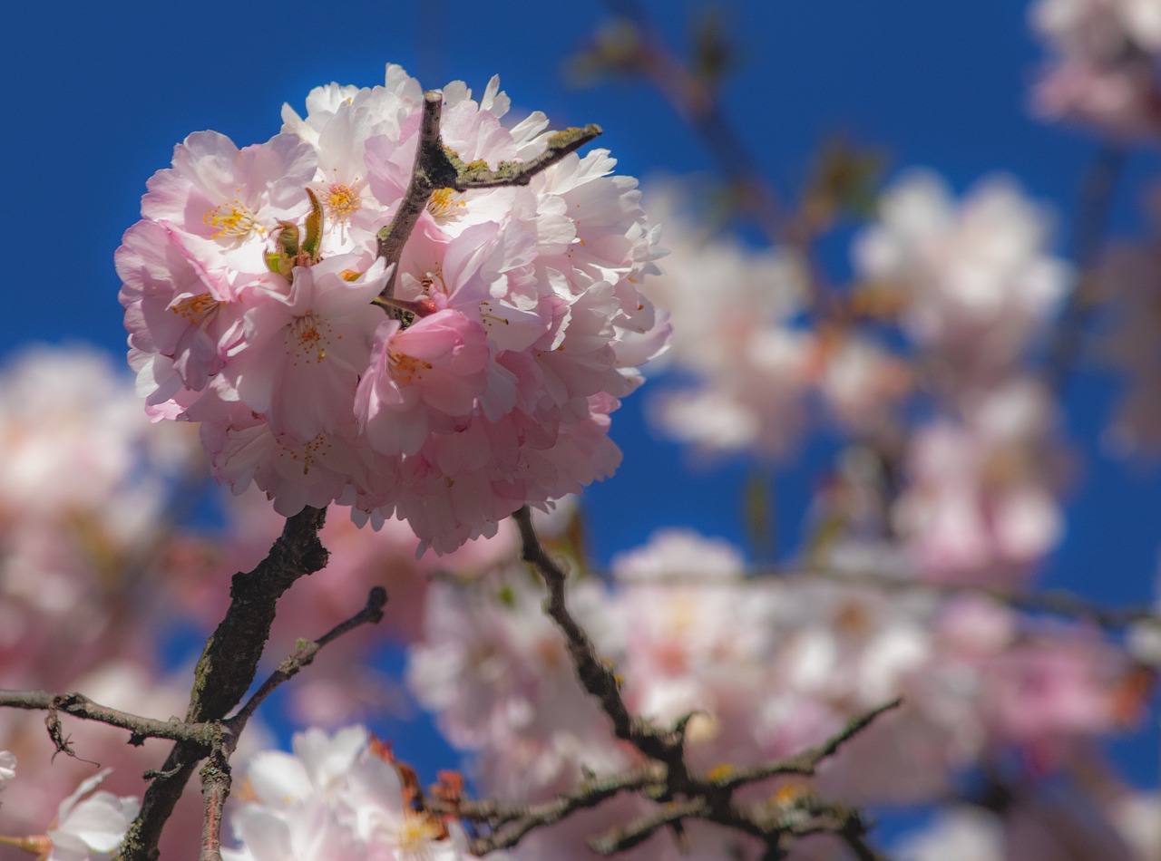 flowers  blue sky  sky free photo