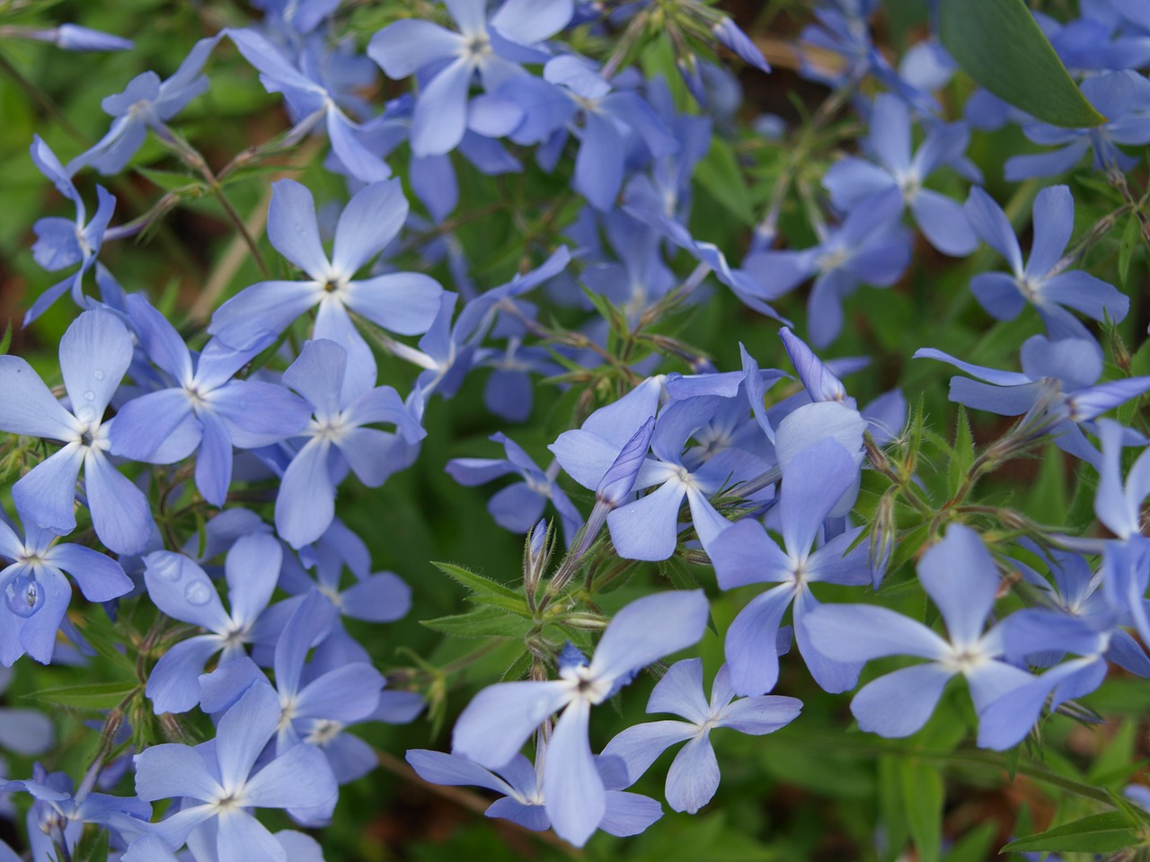 flowers  spring  flowering free photo