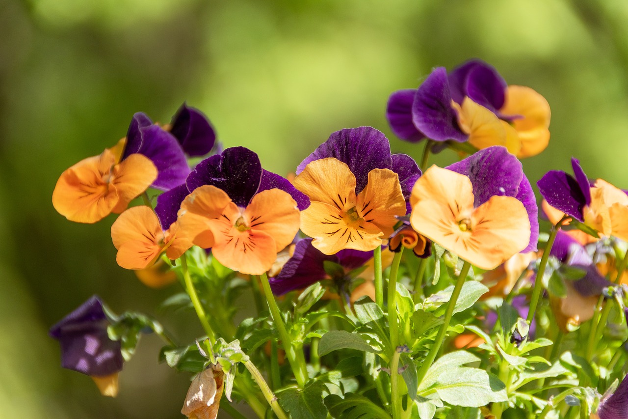 flowers  pansies  colorful free photo