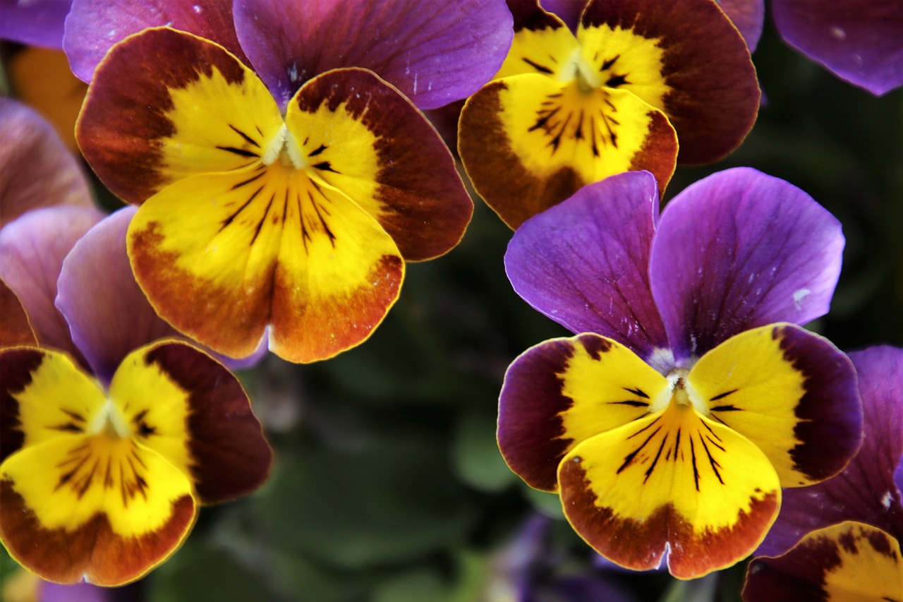 flowers  garden  pansies free photo