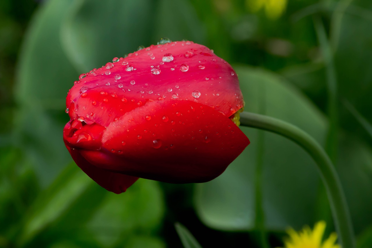 flowers  red tulip  spring free photo