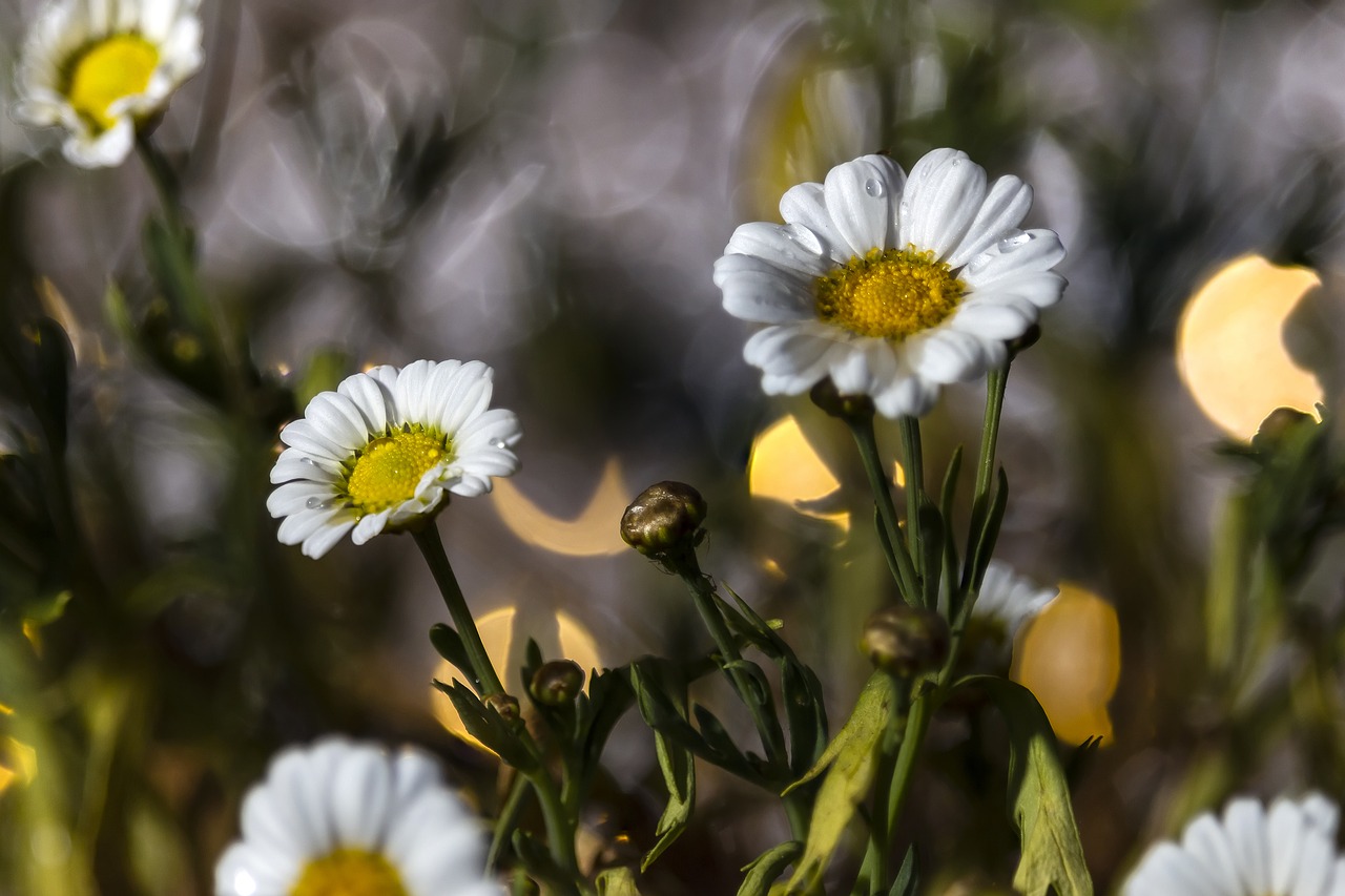 flowers  nature  plant free photo