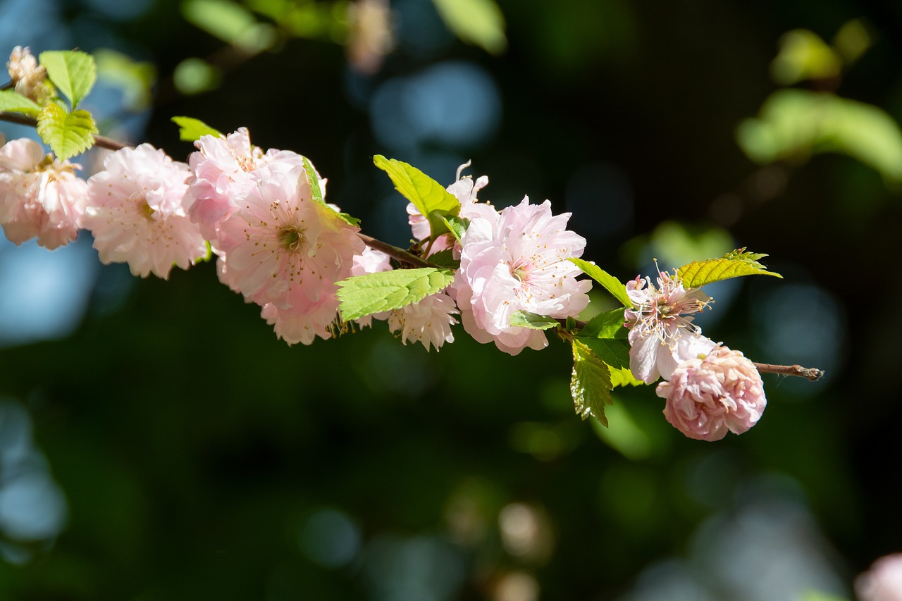 flowers  tree  flourishing free photo