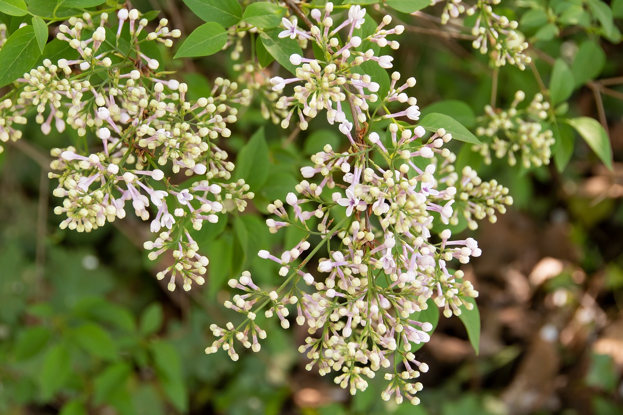 flowers  minor  small free photo