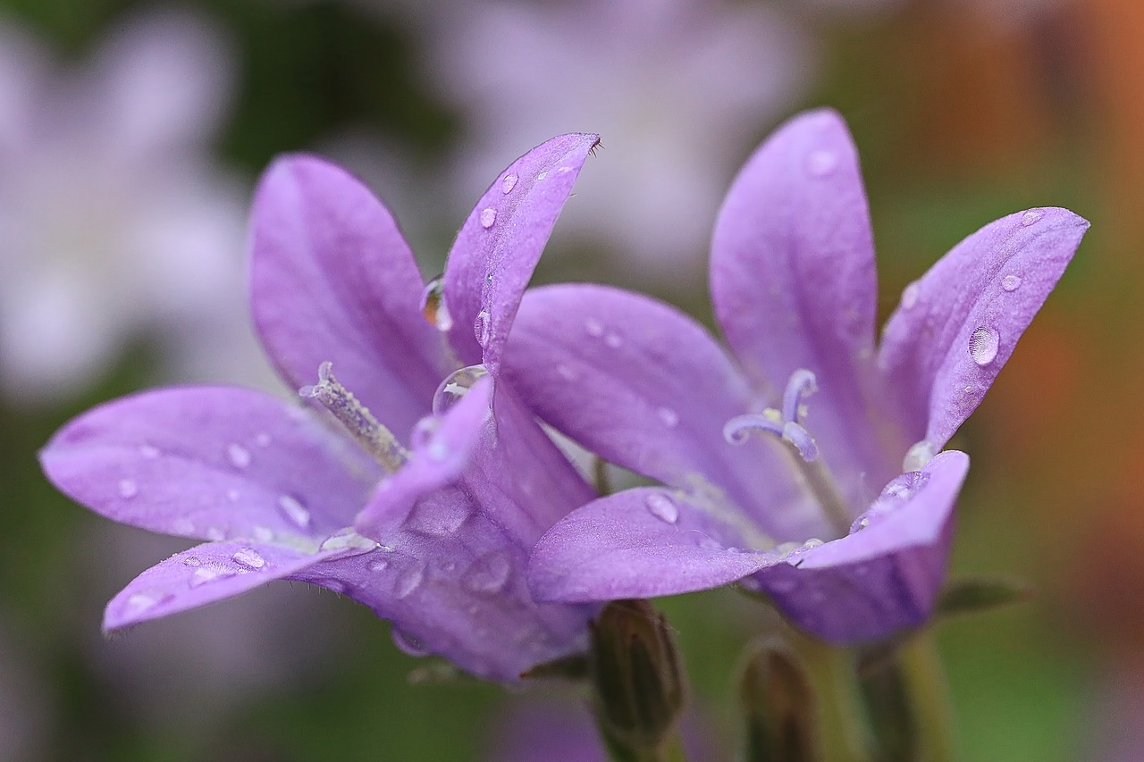 flowers  summer  nature free photo