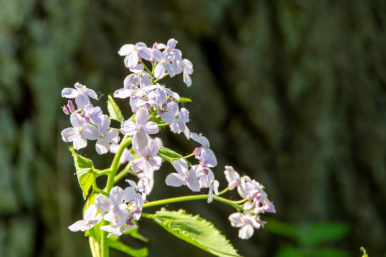 flowers  bush  plant free photo