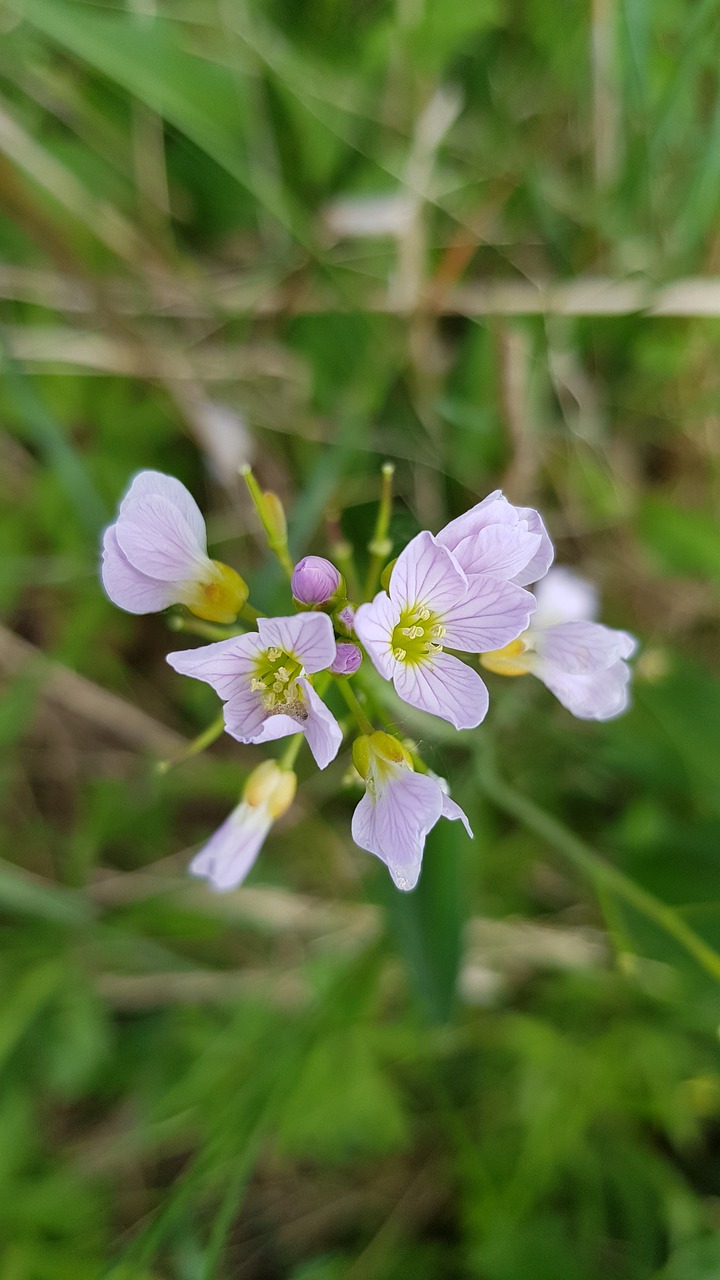 flowers  meadow  light purple free photo