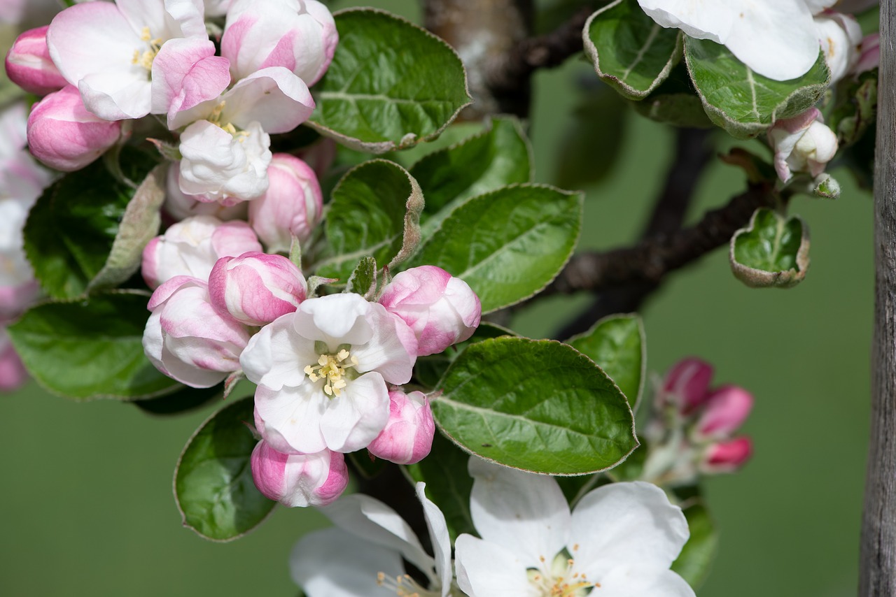 flowers  branch  apple tree free photo