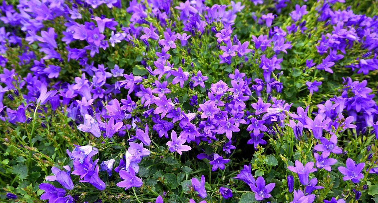 flowers  blue  shrub free photo