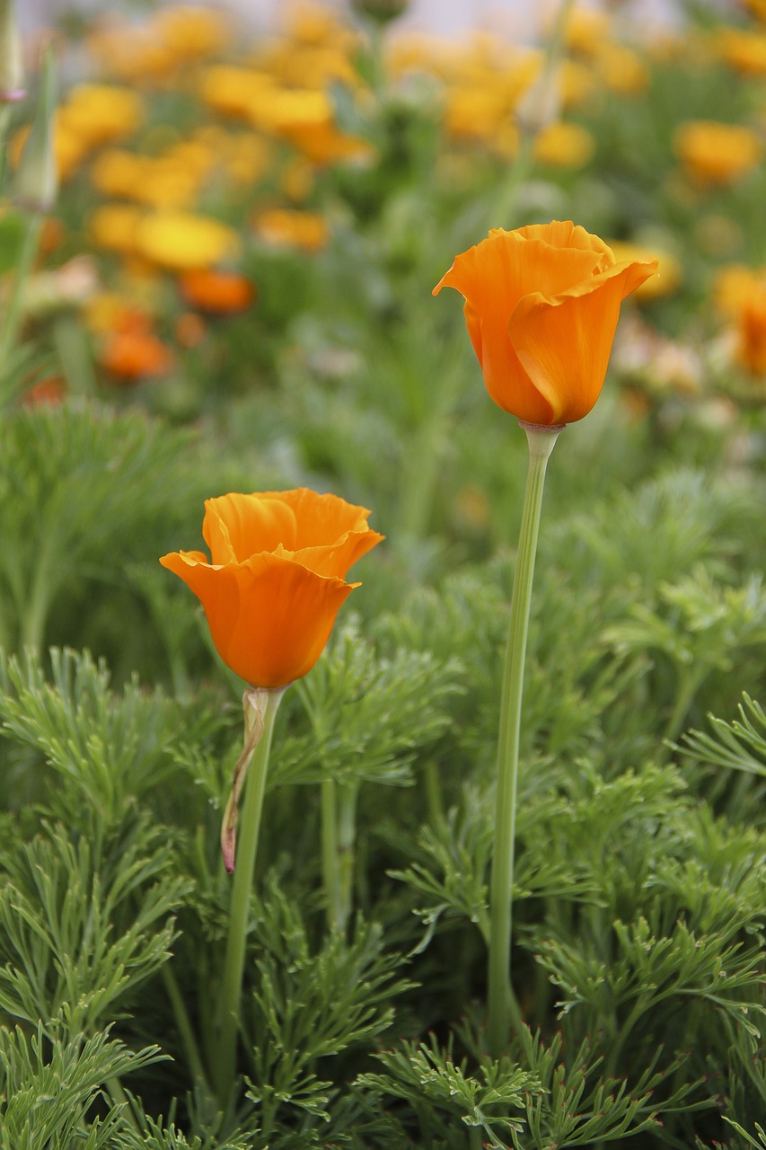 flowers  orange  flower free photo