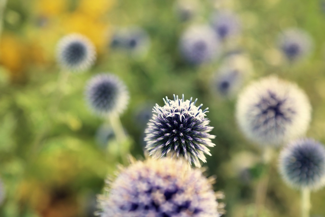 flowers blossom bloom free photo