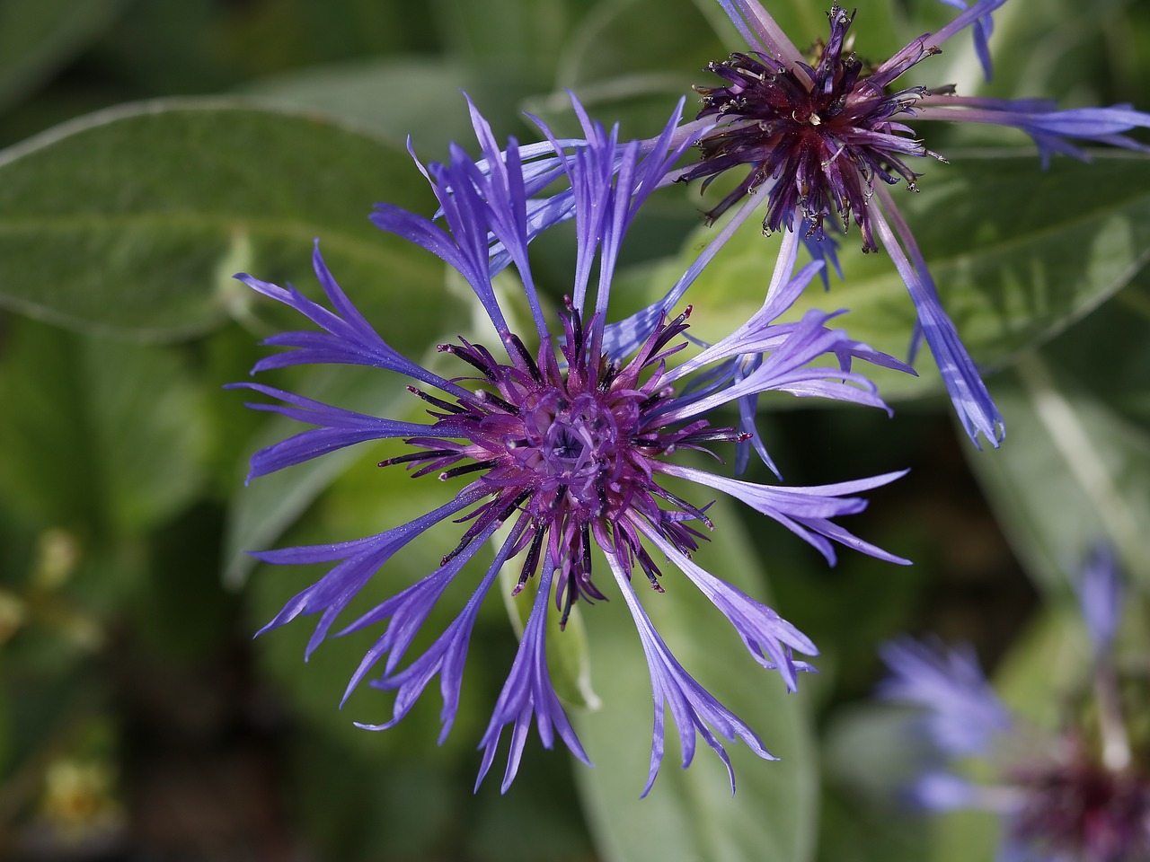 flowers  garden  spring free photo