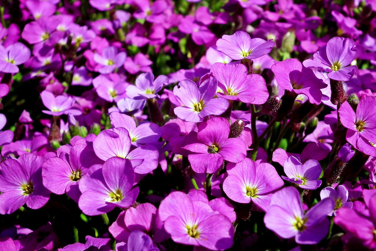 flowers  violet  spring free photo