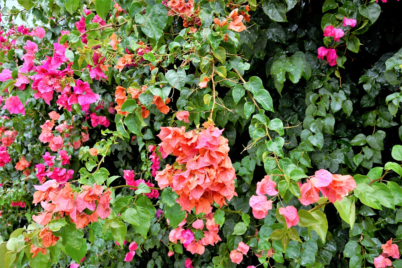 flowers  colorful  flowering vines free photo