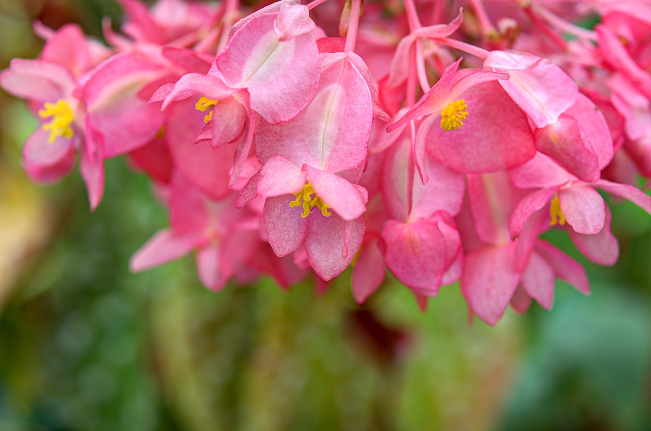 flowers  begonia  summer free photo