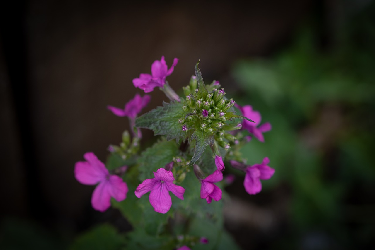 flowers  pink  flower free photo