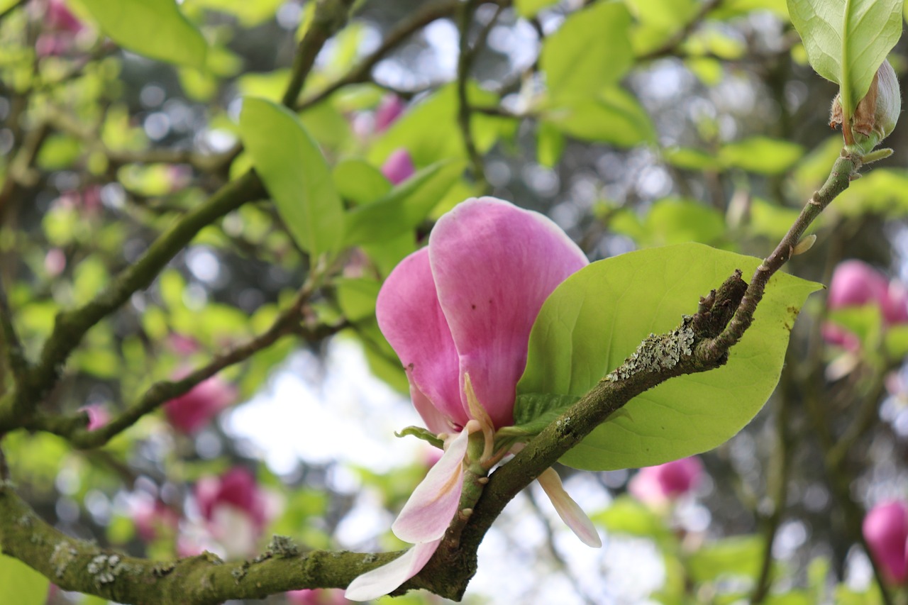 flowers  tree  pink free photo