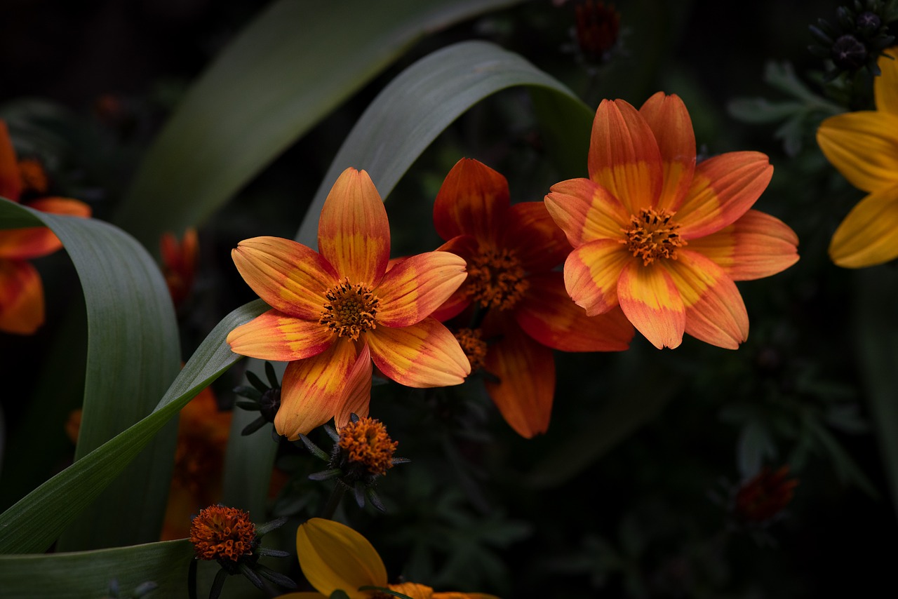 flowers  orange  garden free photo