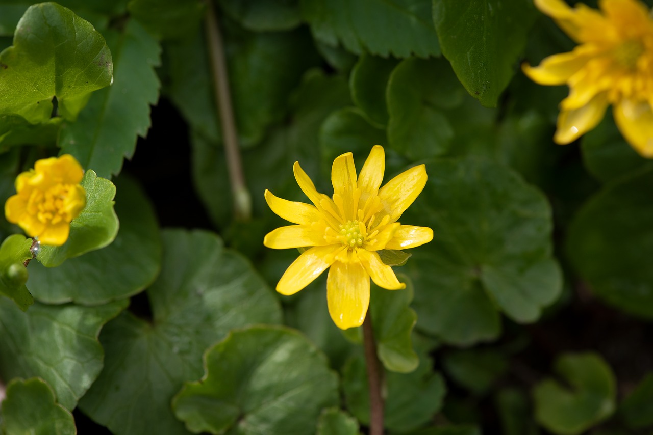 flowers  yellow  nature free photo