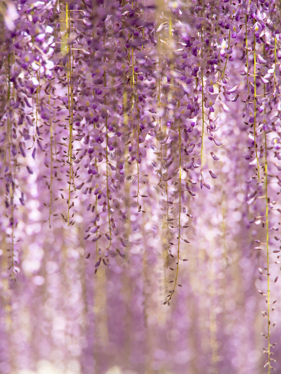 flowers  wisteria  purple free photo