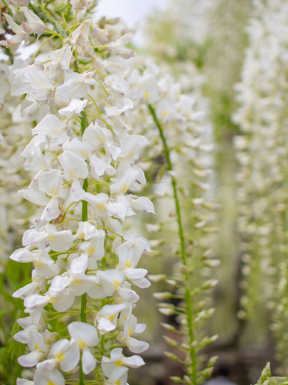 flowers  wisteria  natural free photo