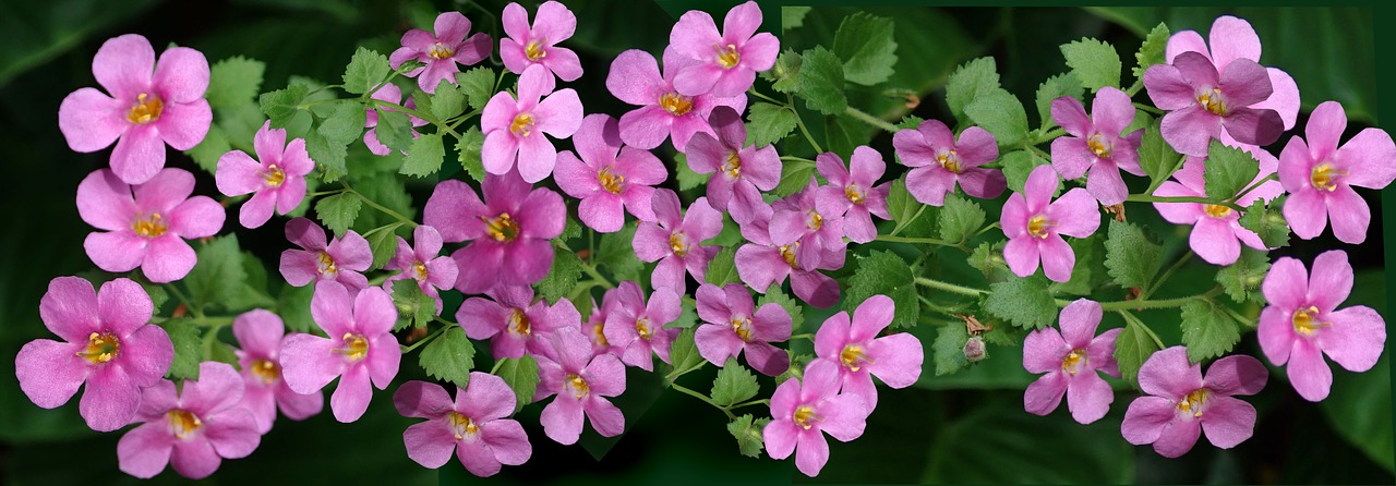 flowers  pink  ground cover free photo