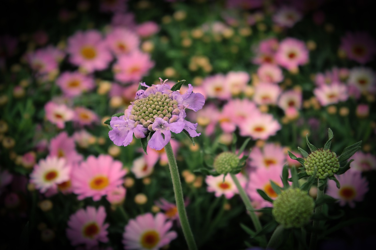 flowers  faded  flower meadow free photo