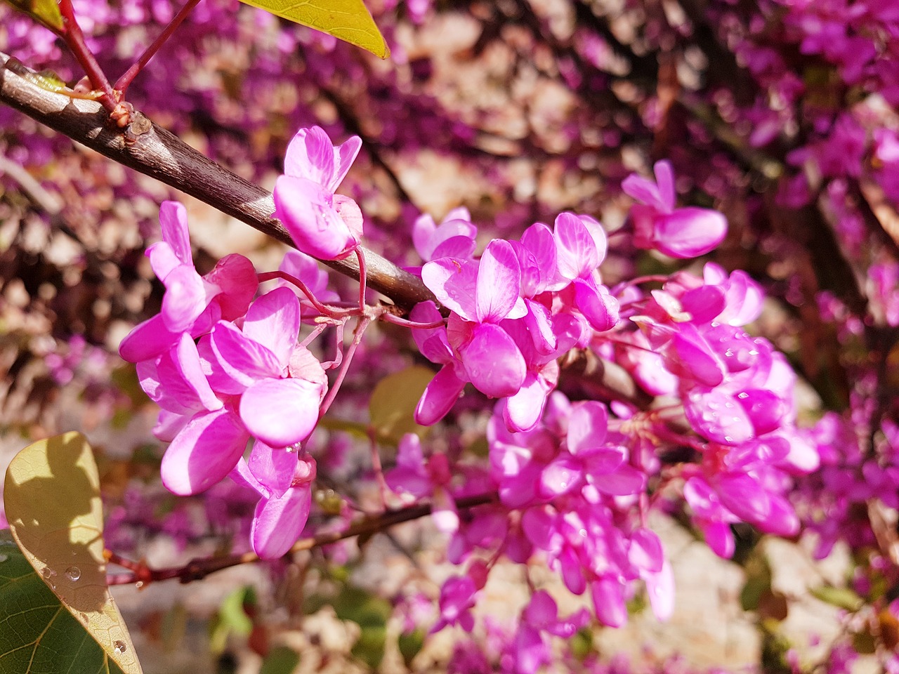 flowers  pink  bloom free photo