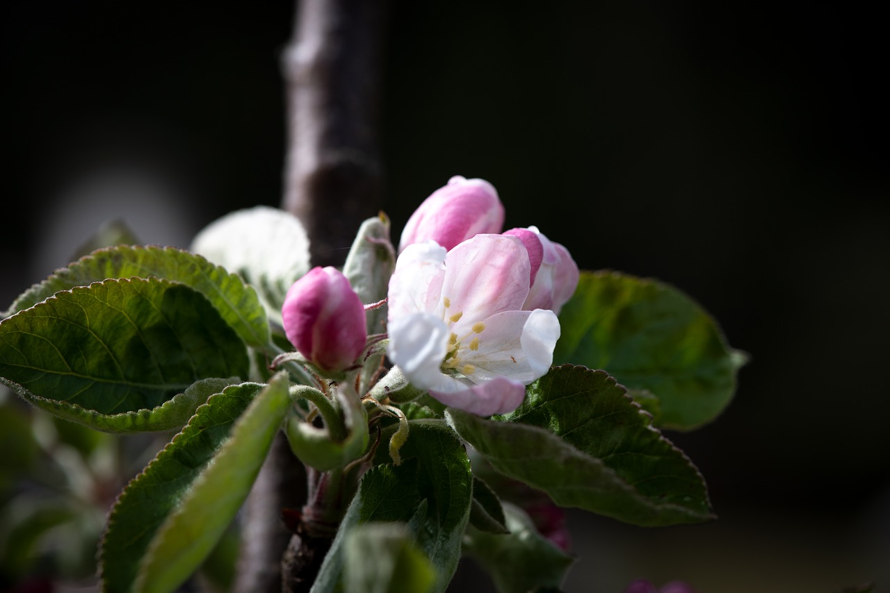 flowers  white  apple tree free photo