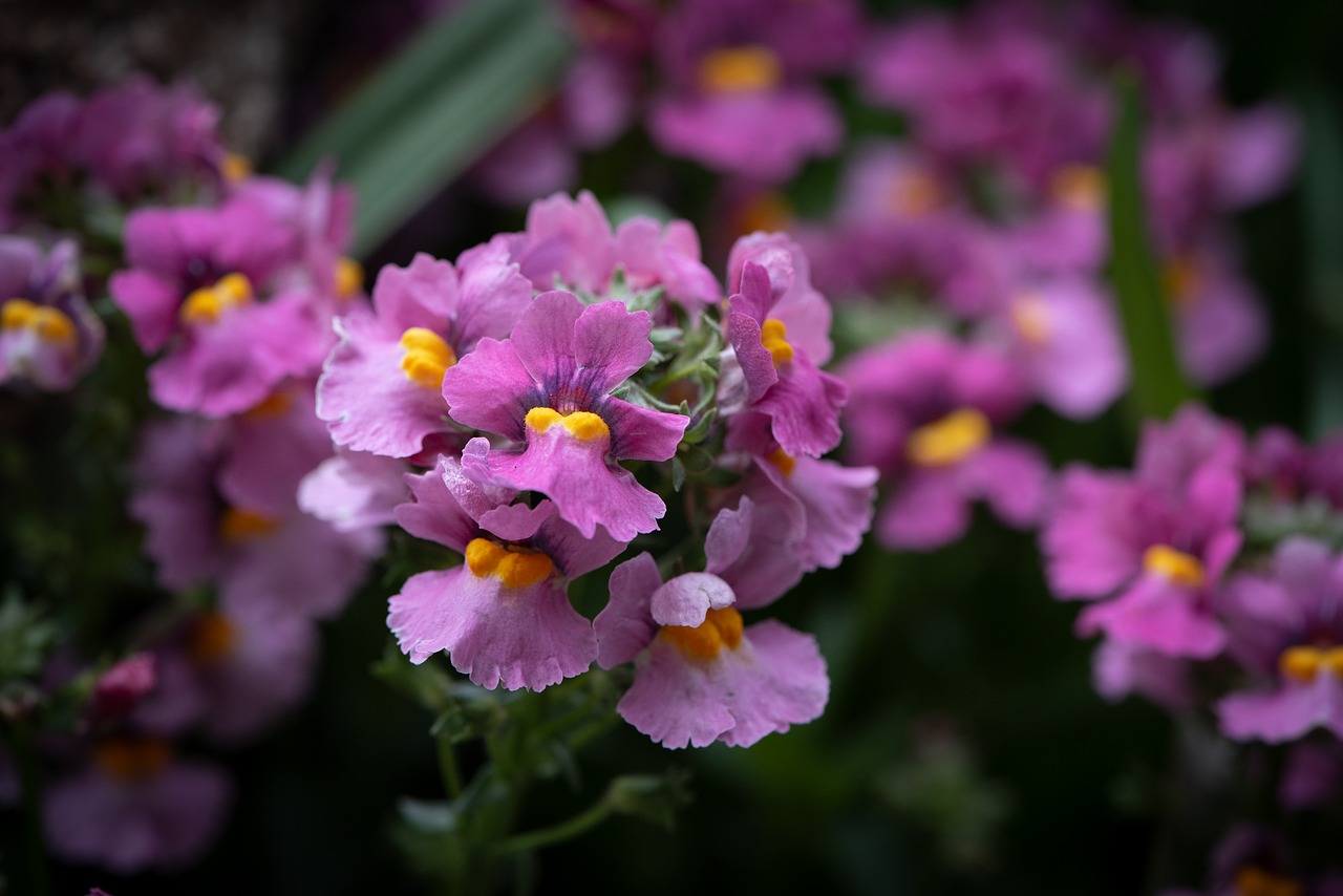 flowers  pink  plant free photo