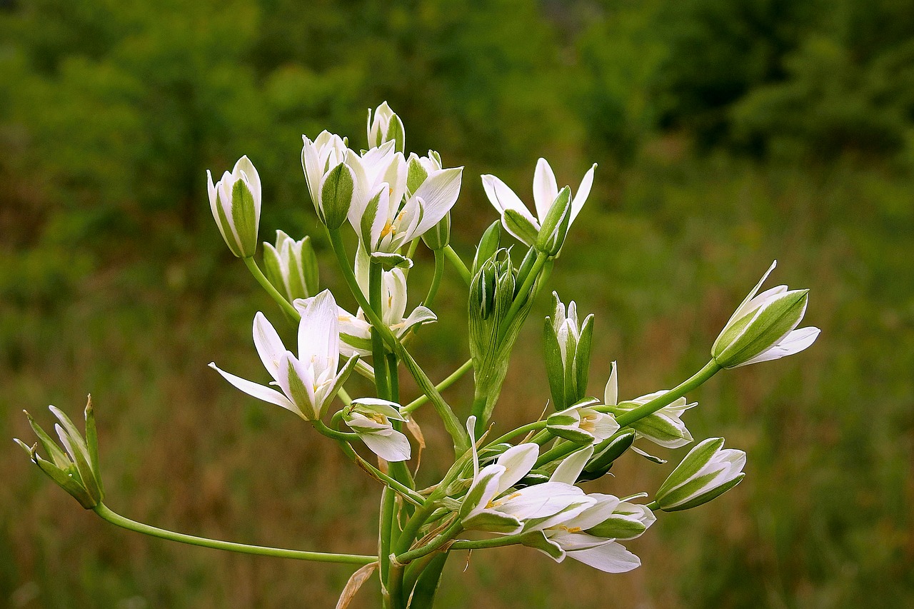 flowers  bouquet  nature free photo